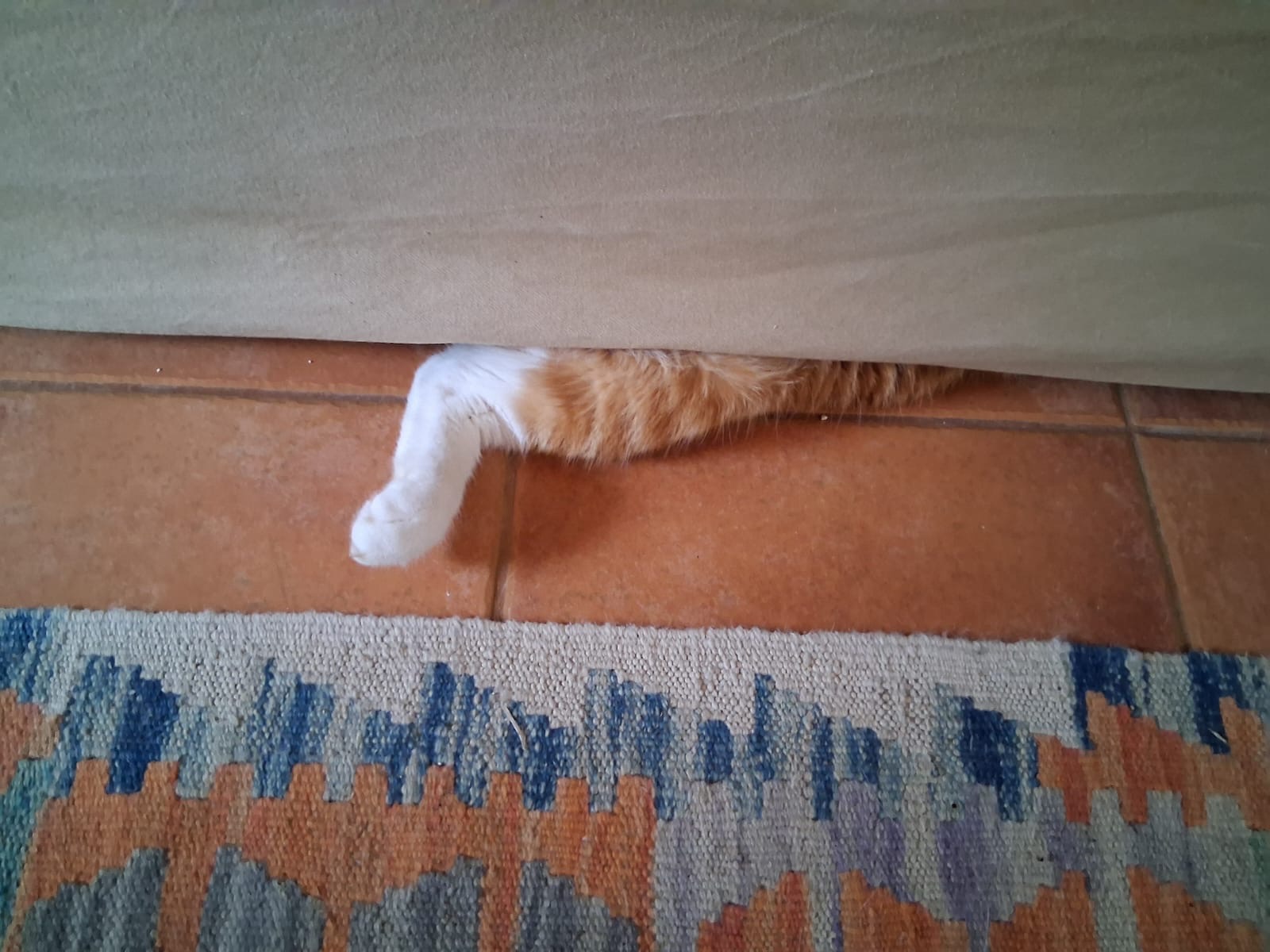 Affey hiding under the sofa for the first two days - his leg would flop out when he slept