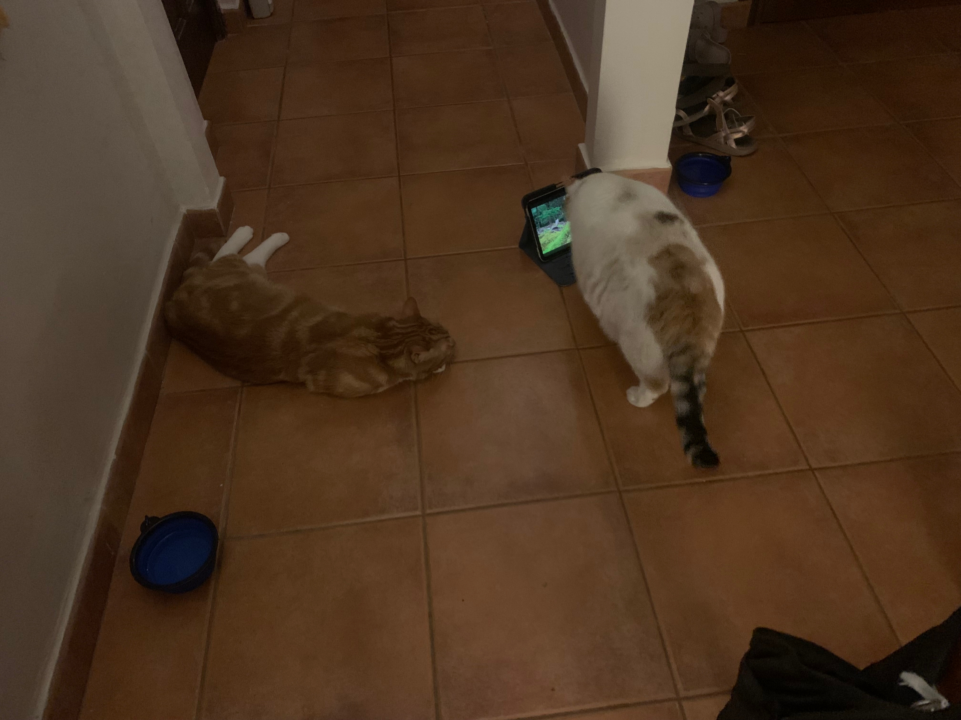 Cat-calming content, still in heavy rotation