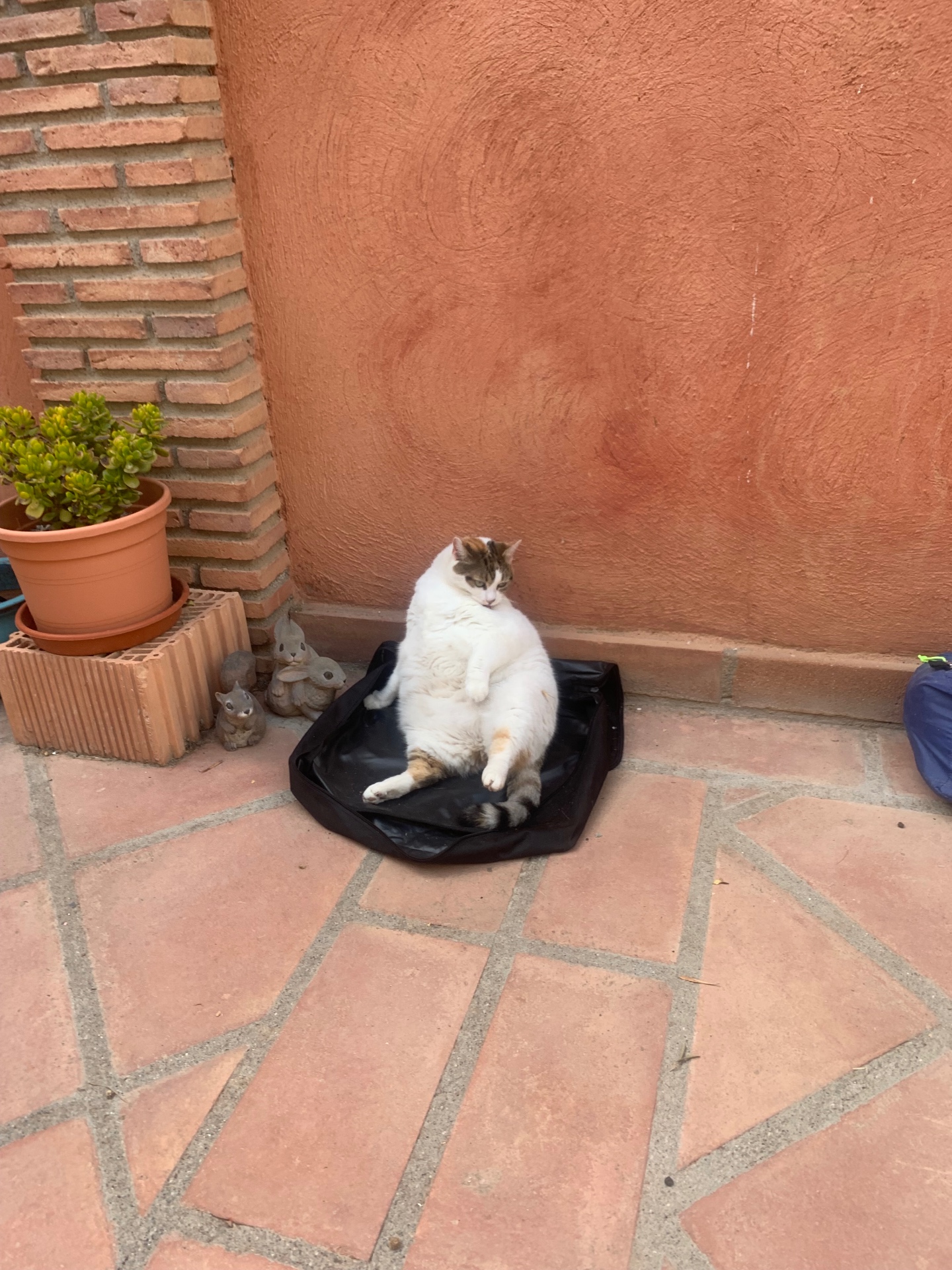 Minerva, entirely unbothered, sunning herself in the new courtyard